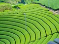 Nhật Bản siết quản lý, bảo hộ thương hiệu trà trên toàn cầu