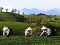 Đánh thức tiềm năng du lịch xanh từ những đồi chè trung du