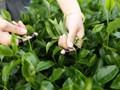 Tìm lối ra cho trà đặc sản Việt Nam trên bản đồ toàn cầu