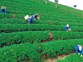 Trà đặc sản và làn sóng chuyển mình theo tư duy hạt rang