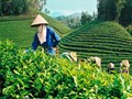 Thời kỳ khó khăn của thị trường quốc tế: Liệu ngành chè Việt có thể vượt sóng?