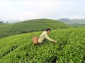 Kinh tế tư nhân: Đòn bẩy mới cho ngành chè Việt Nam bứt phá trong thời đại hội nhập