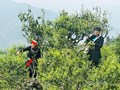 “Vàng xanh” Shan tuyết và hành trình chinh phục thị trường toàn cầu
