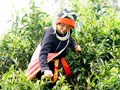 Nghệ thuật chế biến trà Shan tuyết
