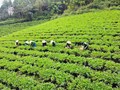 Cuộc chuyển mình của chè Thái Nguyên trước làn sóng tiêu dùng mới