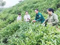 Lào Cai chuyển mình cùng cây chè: Bước đi chiến lược trong cải tổ giống nông sản