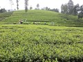 Lào Cai tái thiết đất nông nghiệp: 320 ha chuyển sang trồng chè chất lượng cao