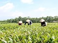 Yên Sơn – Hương trà vươn mình từ đất trung du