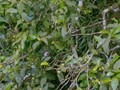 Phát hiện quần thể chè cổ thụ tại Quảng Ninh: Tiềm năng mới cho thương hiệu chè Đường Hoa