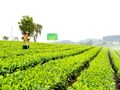 Đệ nhất danh trà Thái Nguyên trong kỷ nguyên số