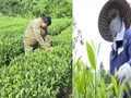 Đại Phúc khai thác tiềm năng cây chè, hướng tới doanh thu 1.500 tỷ