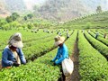 Cảm biến nano phát hiện nhanh dư lượng thuốc trừ sâu