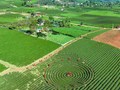 Khai thác tiềm năng du lịch từ vùng chè dưới chân đèo Pha Đin