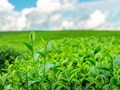 Trà toàn cầu 2025: Sức bật mới từ thức uống lâu đời