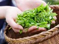 Khám phá các cường quốc trà: Ai đang dẫn dắt thị trường toàn cầu? 