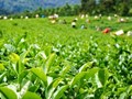 Trà hữu cơ: Xu hướng tương lai trong ngành công nghiệp triệu đô