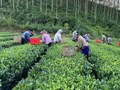 Cây chè vẫn là chủ lực: Thái Nguyên kiến tạo đột phá bằng chính sách mới