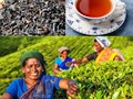 Cạnh tranh bằng chất lượng: Cuộc cách mạng trong ngành trà toàn cầu