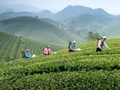 Bản đồ trà Châu Á: Từ di sản ngàn năm đến tương lai toàn cầu