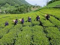 La Bằng đưa chè trung du cổ đến Festival Trà Quốc tế 2026