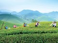 Văn hóa trà Thái Nguyên: Từ búp chè xanh nương đến sức hút di sản vùng cao