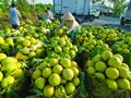 Tái cơ cấu nông nghiệp: Nền tảng cho kinh tế nông thôn hiện đại