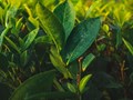 Các tập đoàn lớn đang thay đổi thị trường trà như thế nào?