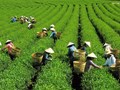 Giải pháp công nghệ bảo vệ nhãn hiệu và minh bạch nguồn gốc chè Thái Nguyên