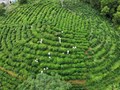 Khát vọng vươn tầm của đồi chè Khe Cốc
