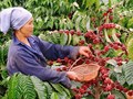 Cà phê dẫn dắt, nông sản Việt hướng tới kỷ lục xuất khẩu 70 tỷ USD