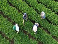 Cây chè và sự thay da đổi thịt nông thôn Tuyên Quang sau hợp nhất