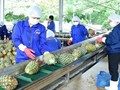 Ngành dứa Việt: Từ tiềm năng đến mục tiêu tỷ USD