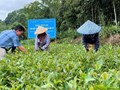 Hưng Khánh trở lại màu xanh: Câu chuyện về sự đổi thay nhờ chè hữu cơ