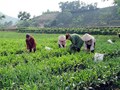 Phòng trừ sâu bệnh hại chè khi trời nóng