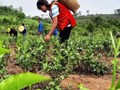 Kỹ thuật chăm sóc cây chè thời kỳ dưới 1 năm tuổi