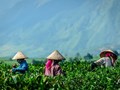 Bản đồ nông nghiệp Trà Việt Nam: Bốn vùng nguyên liệu định hình bản sắc và thương hiệu quốc gia