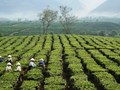 Xuất khẩu chè sang Mỹ lập đỉnh giá mới 