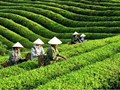 Tạo vị thế mới cho chè Việt trên bản đồ thế giới