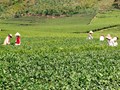 Xanh mát nương chè Bình Thuận – Vị ngon tạo dựng thương hiệu