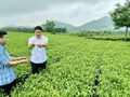 Phú Thọ: Xã Đồng Lương phát triển kinh tế từ cây chè