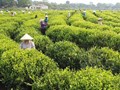 Du lịch chè Thái Nguyên – Cầu nối văn hóa và kinh tế xanh