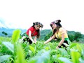 Thưởng trà Shan tuyết – Trải nghiệm hương vị qua từng tầng lá