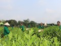 Tinh hoa chè Thái Nguyên: Từ thức uống sức khỏe đến giá trị văn hóa và khát vọng phát triển