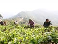 Khai mở giá trị kinh tế từ quần thể chè cổ hàng trăm năm tuổi tại Lũng Phìn