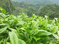 Xuất khẩu chè phục hồi và bước ngoặt chuyển dịch thị trường