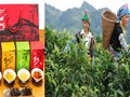 Chè Shan Tuyết Suối Giàng: Viên ngọc xanh của Tây Bắc ‘cất cánh’ cùng OCOP