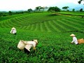 Phú Nhuận (Lào Cai): Cây chè vươn mình thành trụ cột kinh tế nông thôn mới