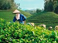 Thị trường trà Việt hướng tới giá trị 16,6 nghìn tỷ đồng vào năm 2028