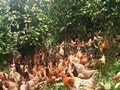 Đồng bào dân tộc làm giàu dưới tán chè