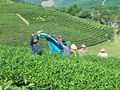Liên kết bốn nhà: Con đường đưa ngành chè từ lượng sang chất